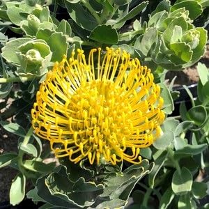 Yellow Leucospermum Flower Seeds