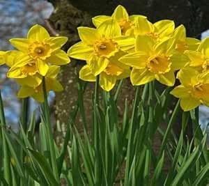 Daffodil Flower Seeds