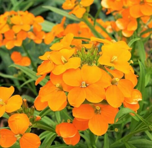 Orange Erysimum Flower Seeds