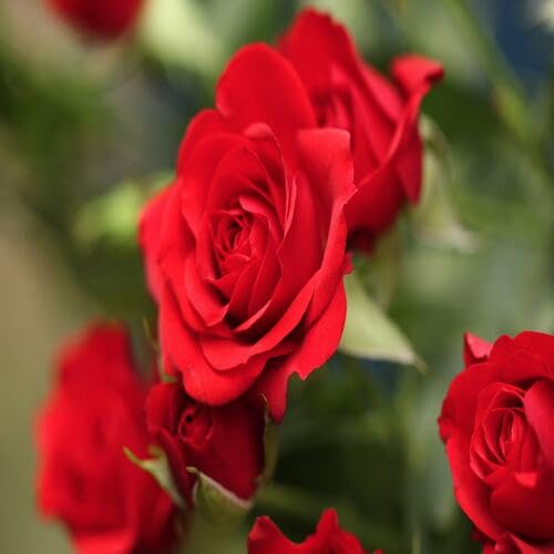 Red Rose Flower Seeds