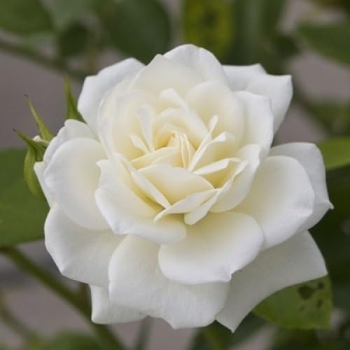 white rose flower seeds