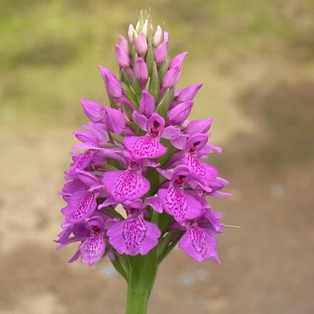 Purple Dactylorhiza Flower Seeds