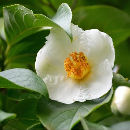 White Stewartia Flower Seeds
