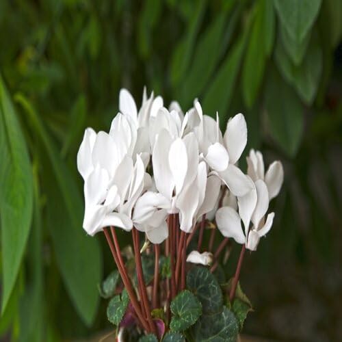 white cyclamen flower seeds