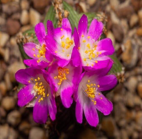 Pink aztekium Valdez Flower Seeds