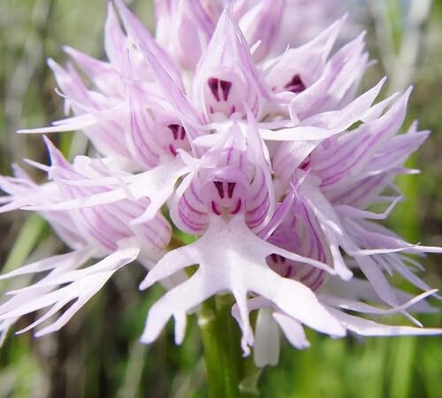 Purple Light Orchid Flower Seeds