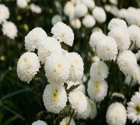 White Chrysanthemum Flower Seeds