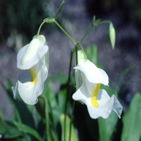 Utricularia Sandersonii Flower Seeds