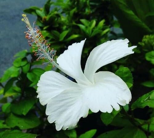white hibiscus flower seeds