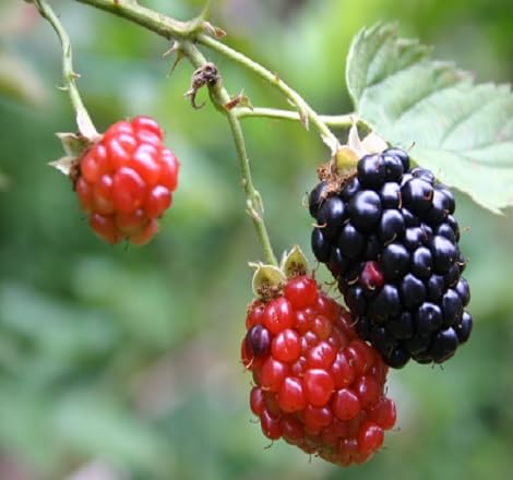 Dewberry Fruit fruit seeds for organic garden planting