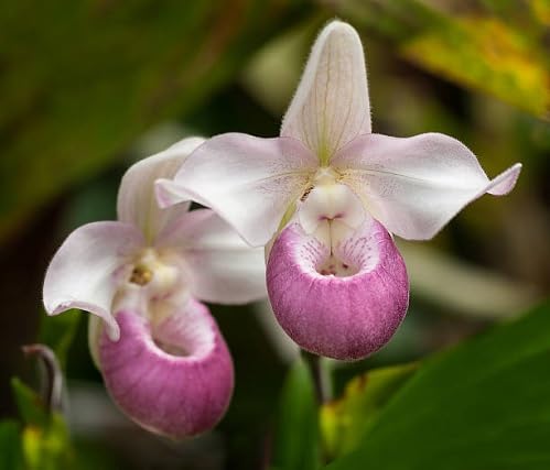 Pink White Lady's Slipper Flower Seeds