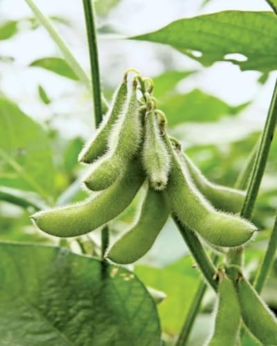 Green Soybeans vegetable seeds - Heirloom, Organic, Non Gmo Garden Seeds for kitchen garden planting