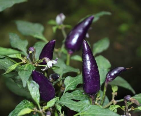 Purple Chilli Seeds. vegetable seeds for Home Gardening, Organic Raised Bed Garden for kitchen garden planting