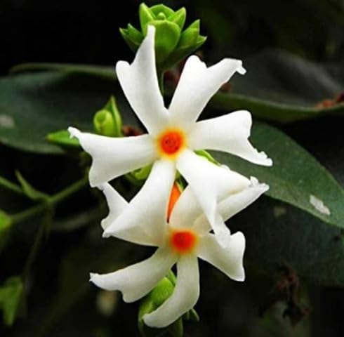White Nyctanthes Flower Seeds