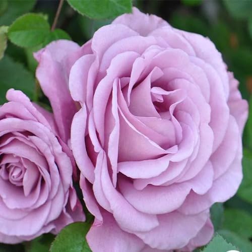 Lavender Giant Rose Flower Seeds