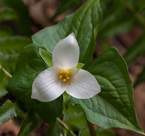 Trillium Ovatum Flower Seeds
