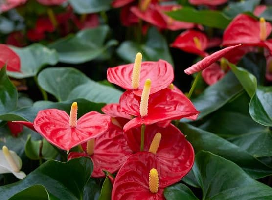Red Andraeanum Flower Seeds
