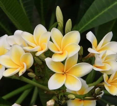 White Yellow Frangipani Flower Seeds