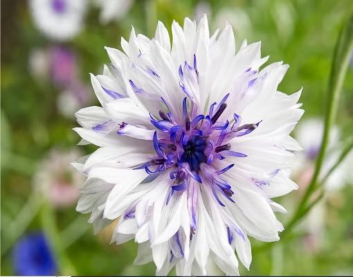 White Violet Centaurea Cyanus Flower Seeds