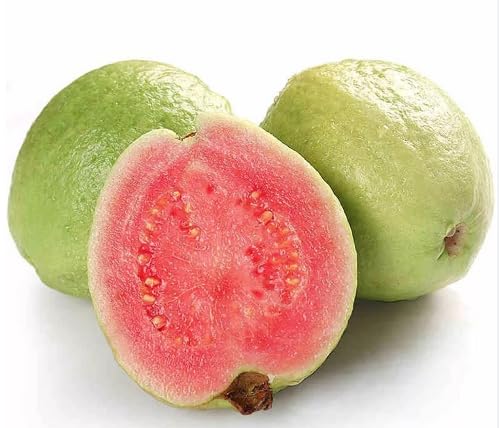 Green Psidium fruit seeds for organic garden planting