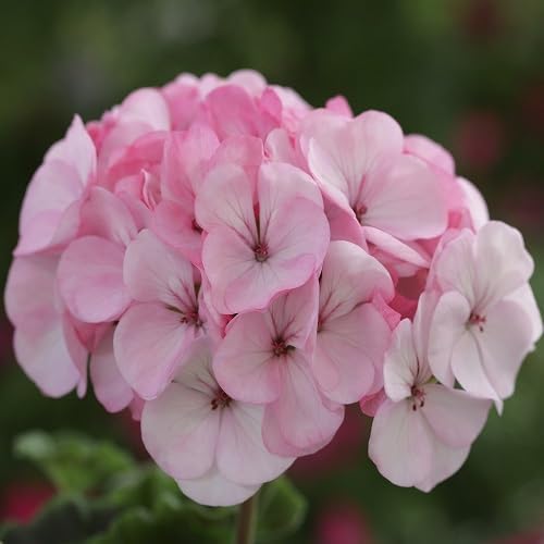 Pink Light Geranium Flower Seeds