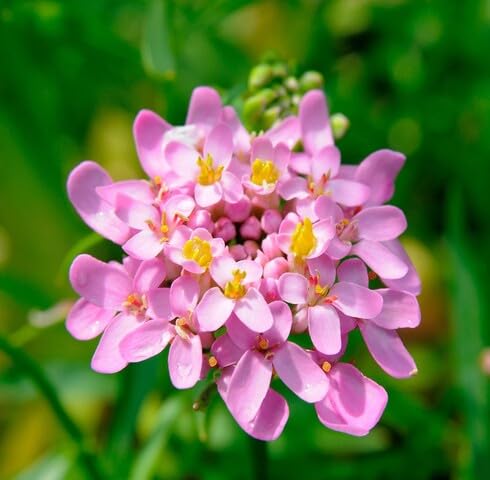 pink iberis flower seeds