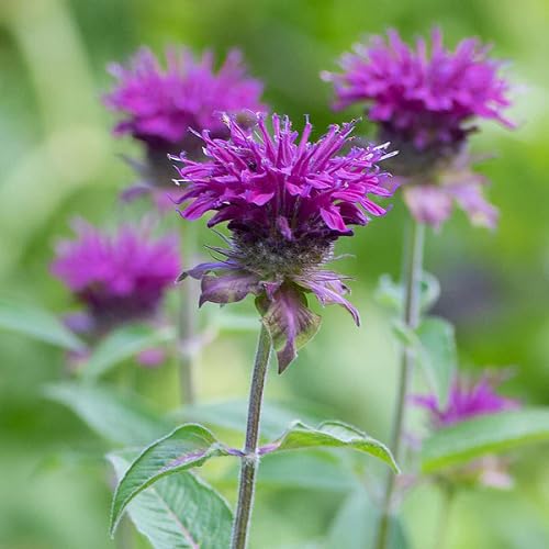 Purple Monarda Flower Seeds