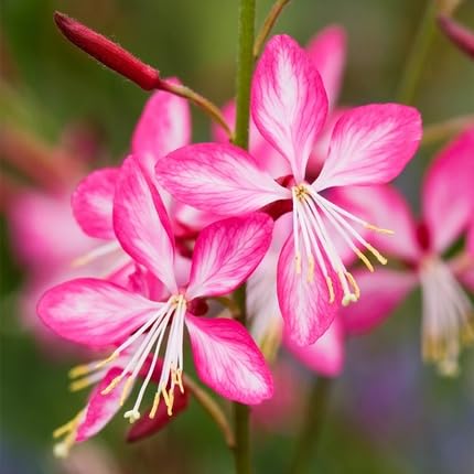 Guara Flower Seeds