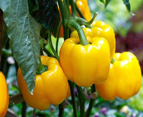 Yellow Pepper Chilli vegetable seeds - Heirloom, Organic, Non Gmo Garden Seeds for kitchen garden planting