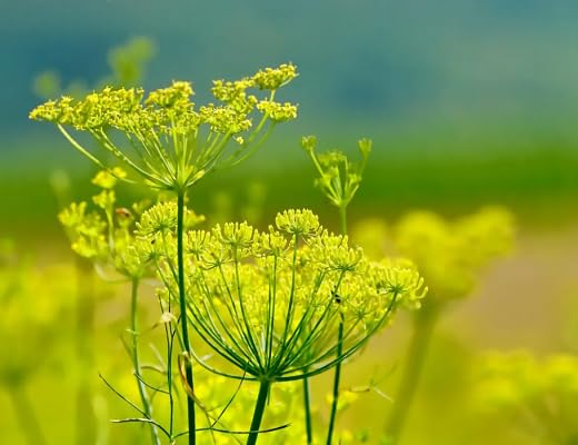 Fennel Plant Seeds herb seeds - organic, fresh harvest garden seeds