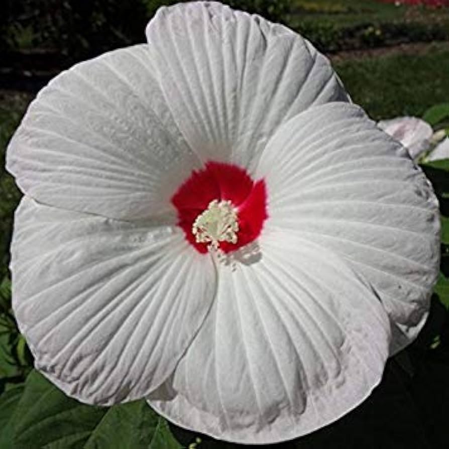 White Hibiscus Honeymoon Eye Huge Exotic Summer Blooms Cold Hardy Perennial Flowers Flower