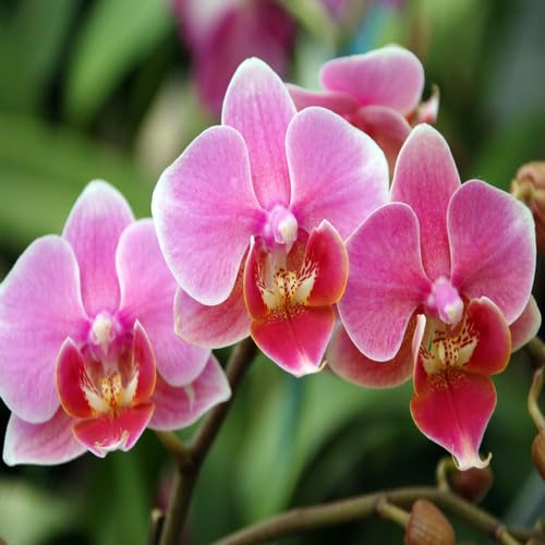 Pink Orchid Flower Seeds