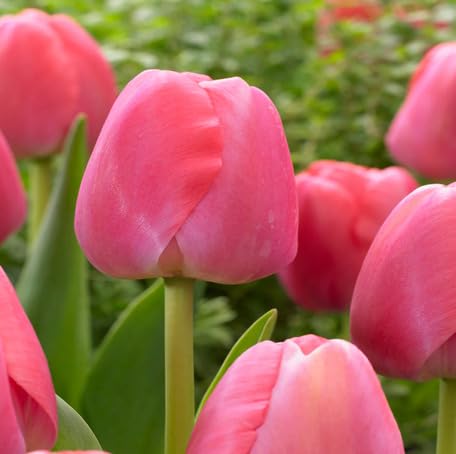 Pink Tulip Flower Seeds