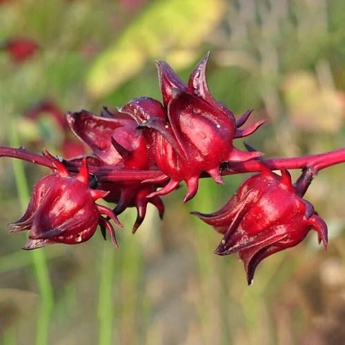 Maroon Hibiscus Flower Seeds