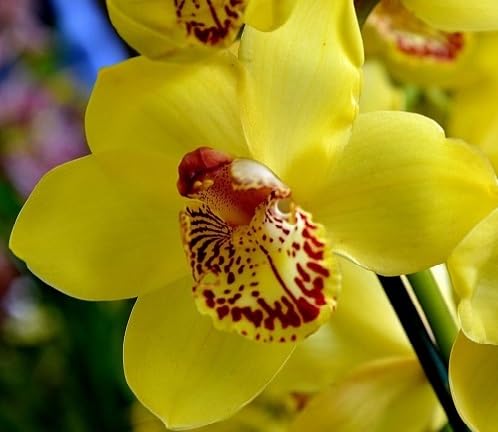 yellow blooming orchid flower
