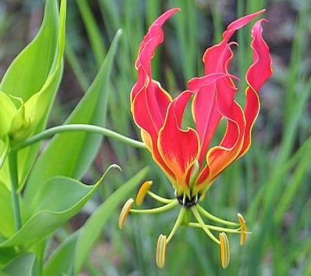 Pink Gloriosa Flower Seeds
