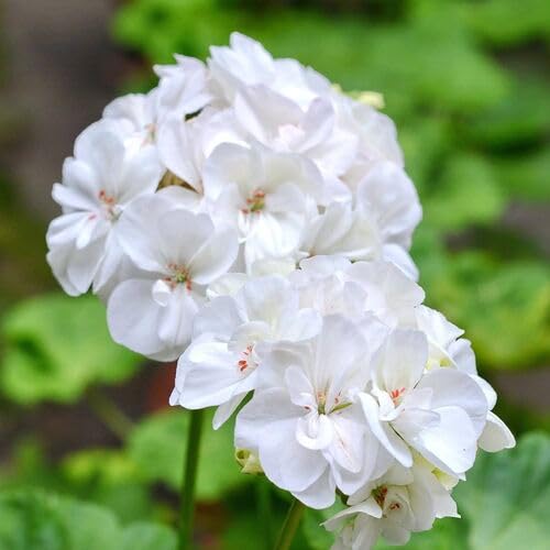 White Geranium Flower Seeds