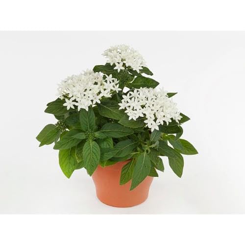 White Pentas lanceolata Flower Seeds
