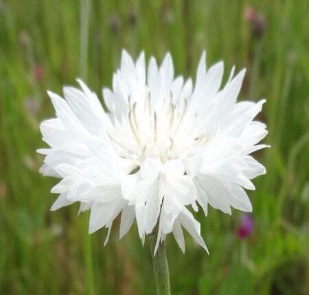 White Centaurea Flower Seeds