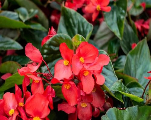 red begonia flower seeds