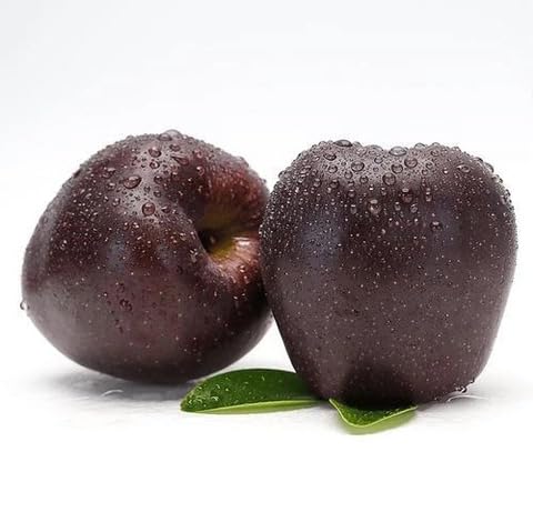 black apple fruit Fruit Seeds for Home Planting Premium Germination Healthy Harvest Growing