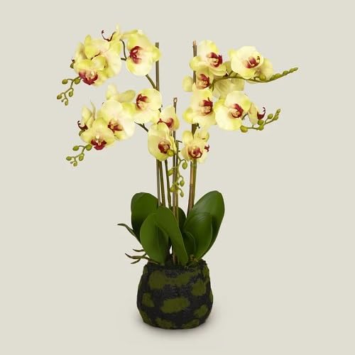 Yellow Phalaenopsis Orchid Flower Seeds