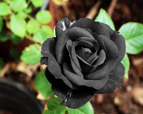 Black Climbing Zephirine Flowers Seeds