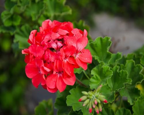 Red Geranium Flower Seeds