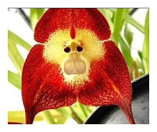 Red Orchid Monkey Face Flower Seeds