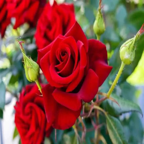 Red Giant Rose Flower Seeds