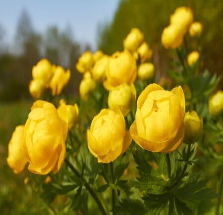 Yellow Trollius Flower Seeds