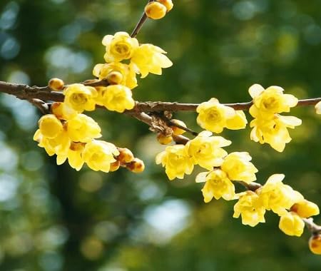 Yellow Chimonanthus Flower Seeds