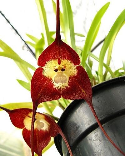 Red Monkey Face Orchid Flower Seeds