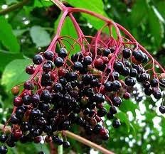 Elderberry Fruit Grow Your Own Berries For Juices And Syrups For Sustainable Orchard Fruit Seeds